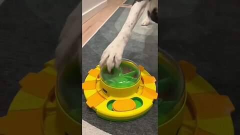 This Def Gave him a new Challenge 🙌🏼 #dogs #cutedogs #dogfans