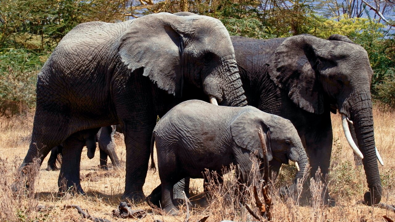 ELEPHANT is Animal of the Day For Kids