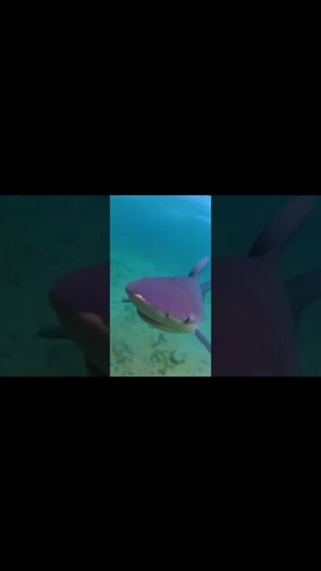 Cleaning Prop With Bull Sharks 🦈