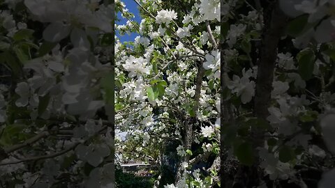 Crab Apple Tree Blossoms #spring #blossom #shorts