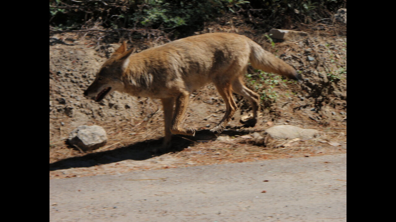 Coyote in Yosemite Village