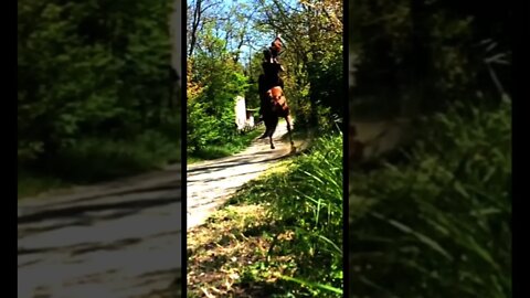 Dangerous Horse Rear 😳🐴