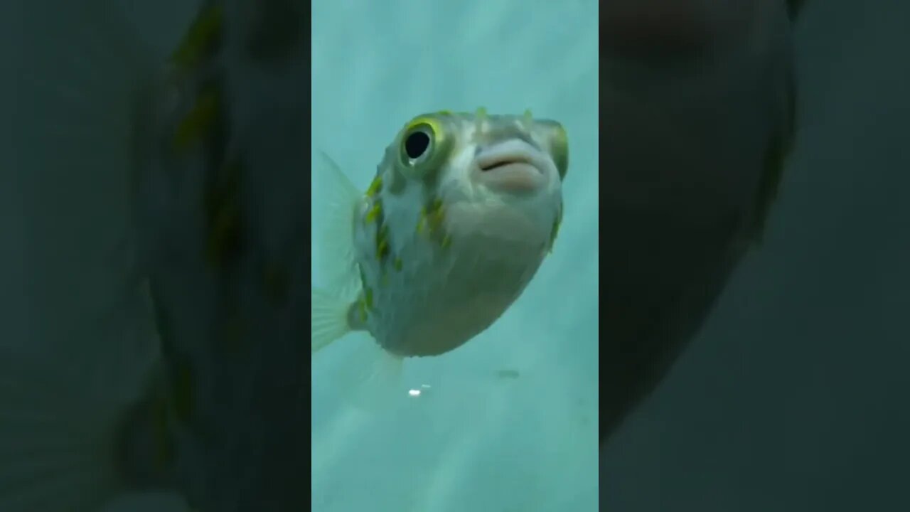 🐡 pufferfish 🐡 #pawsclawsjaws #animalshorts