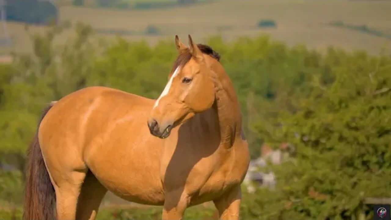 An anti-stress video, relaxing the mind and soul after a hard day