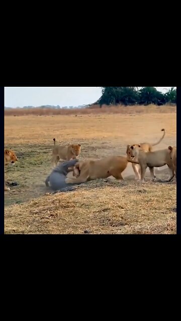 Clash of Titans: Lion's Valor vs. Crocodile's Might