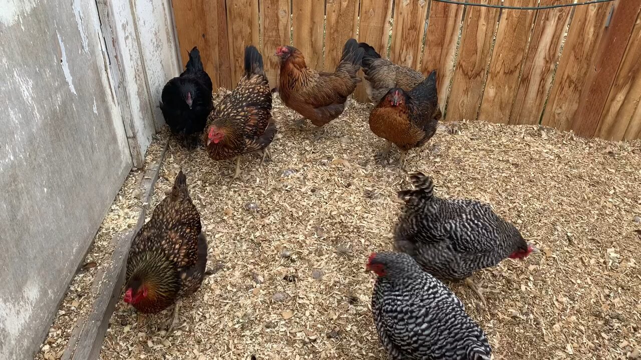 Chickens And Eggs