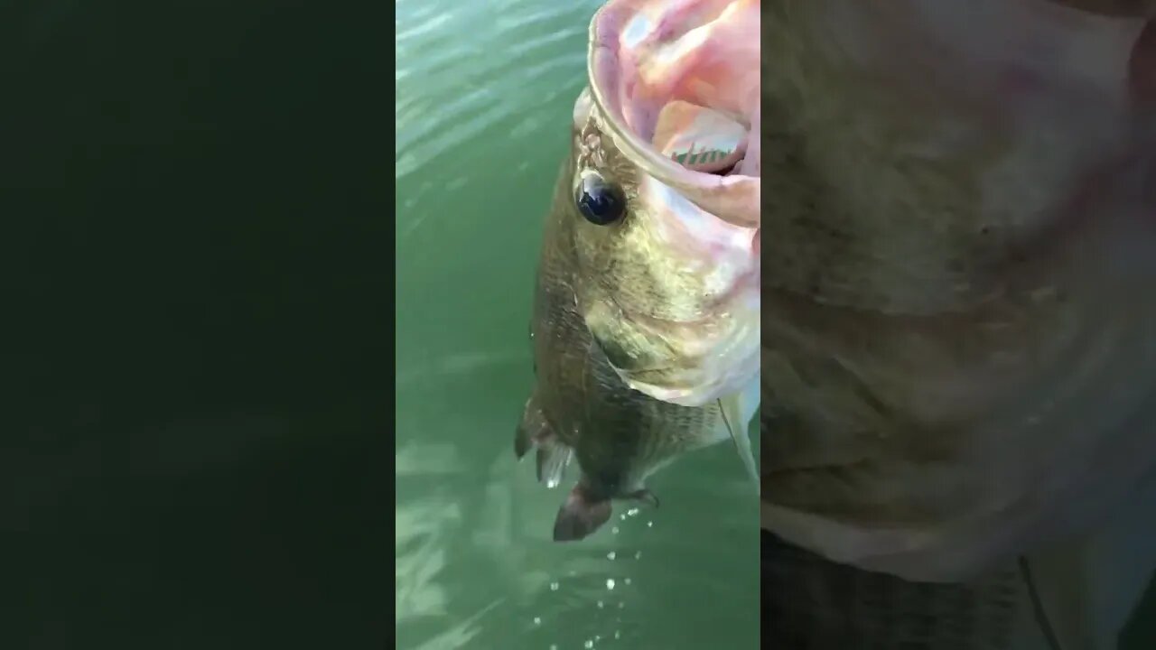 I want another one like this #blackbass #fishspecies #freshwaterfish #getreel #bass #bassfish #catch