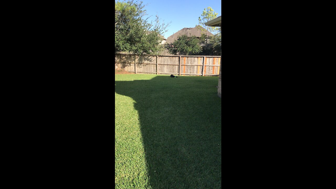 Merlin enjoying some cooler weather here in Texas