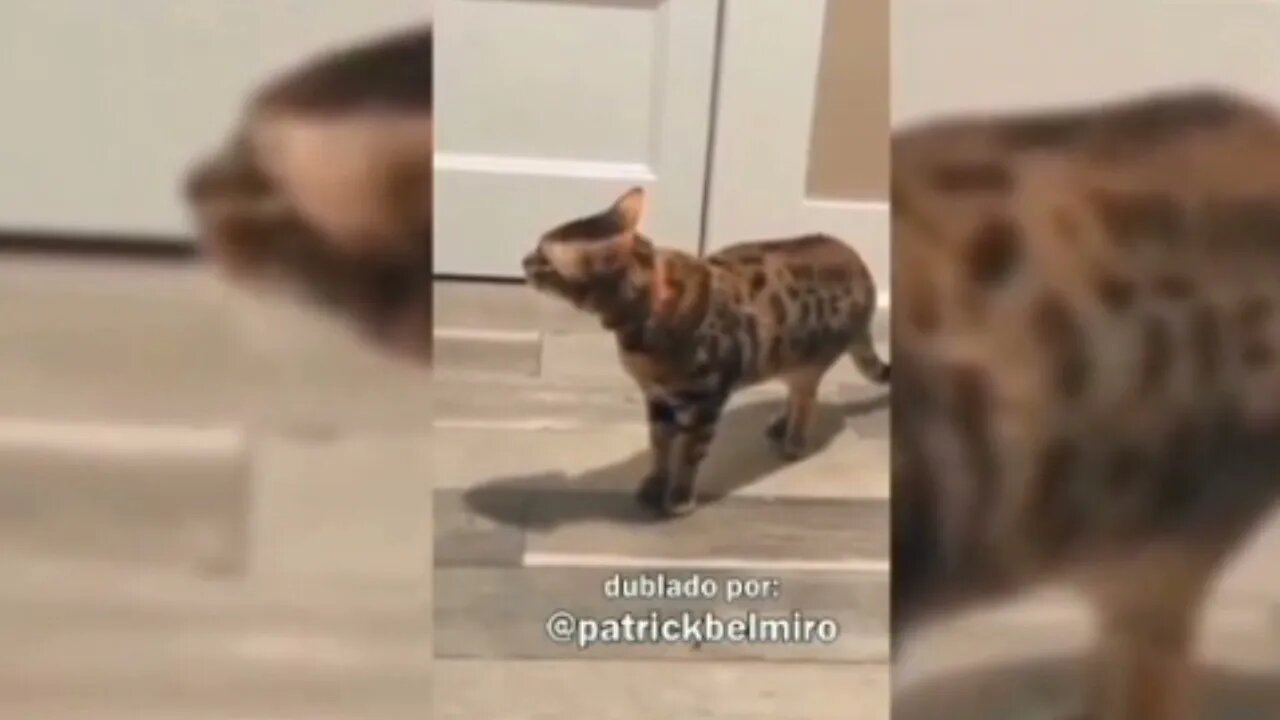 TENTE NÃO RIR- CACHORRO DESISTIU DE SUA ORIGEM 😂