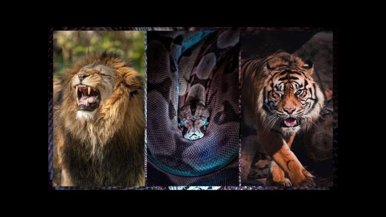 The most extreme wild animal battle | wild animal vs wild animal