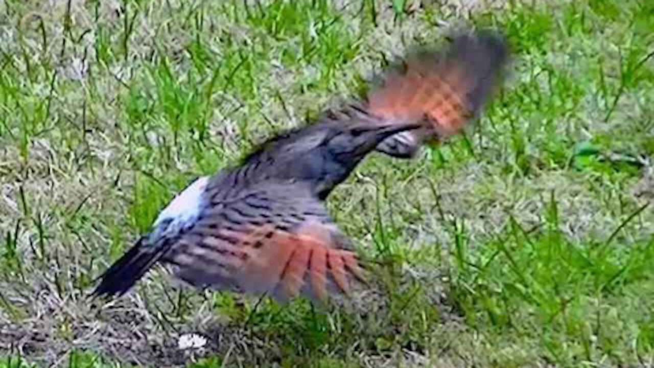 IECV NV #261 - 👀 Northern Flicker Out Back Looking For Food! 🐦8-27-2016