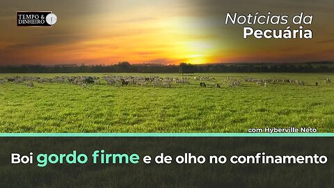 Boi gordo firme e de olho no confinamento, afirma Hyberville Neto