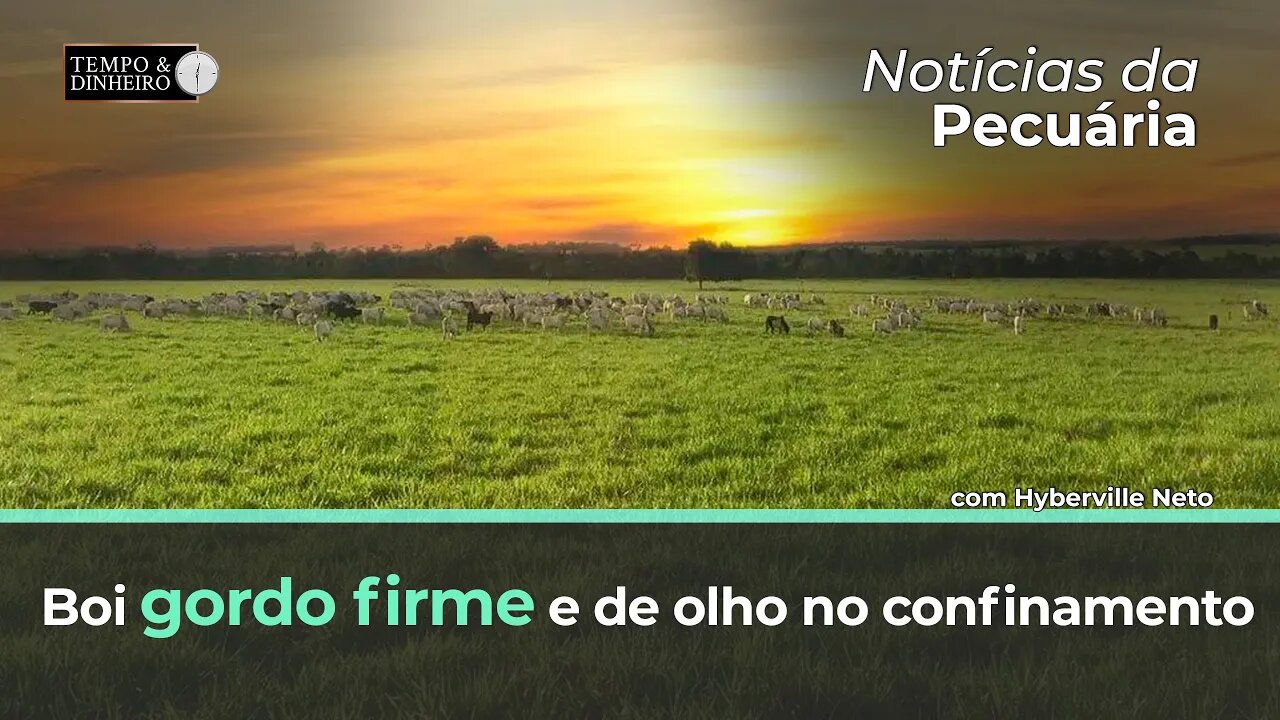 Boi gordo firme e de olho no confinamento, afirma Hyberville Neto