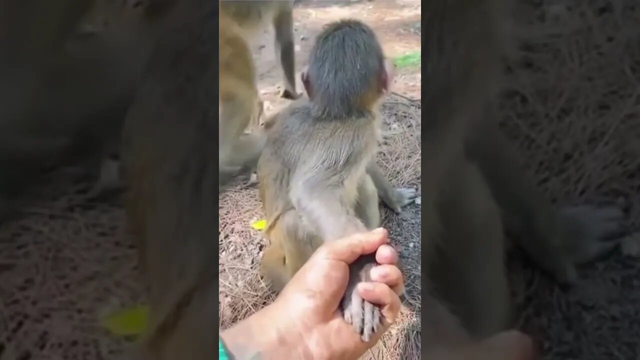 Funny Animals🐒🐒 prank monkey #shorts #ytshorts