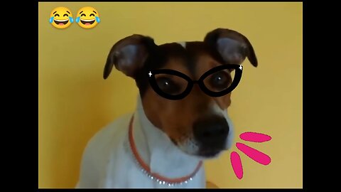 Dog barking sound - funny dogs 🐕😂