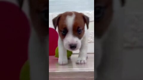 Funniest Cat and Dog Videos Compilation