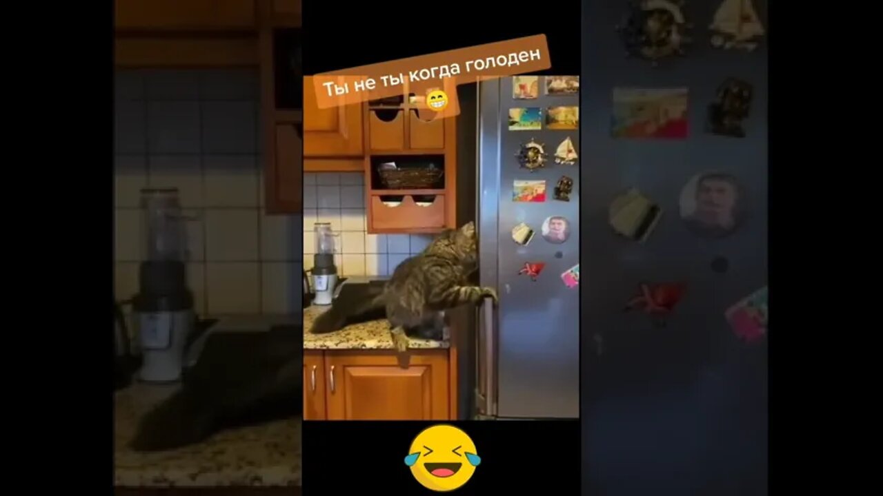 #shorts Смешные Коты Из Тик Тока 70 Funny Cats From Tiktok