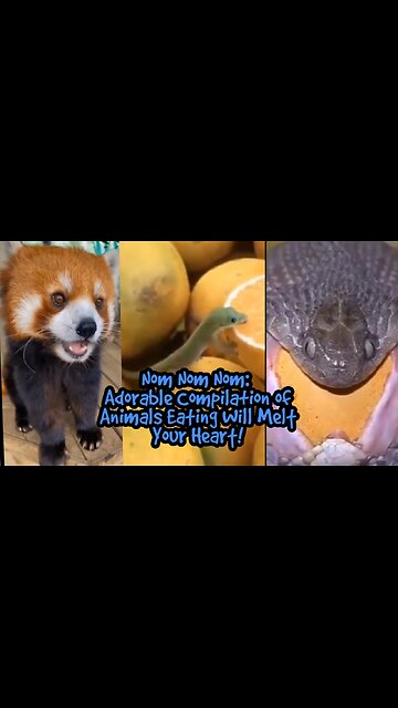 Nom Nom Nom: Adorable Compilation of Animals Eating Will Melt Your Heart!