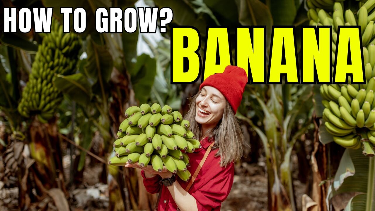 How to Grow Bananas: Easy Tips for a Thriving Banana Plant