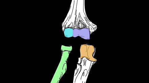 Elbow joint. Structure and actions