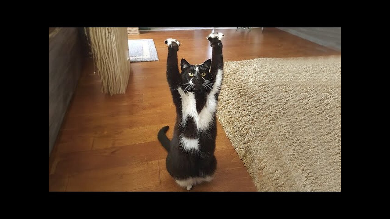 Put your hand up ! Funniest Cats and Dogs Videos Ever Try not to laugh