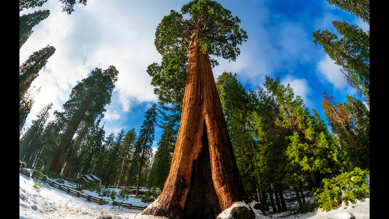 Did You Know Sequoia Tree?