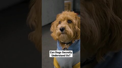Can Dogs Secretly Understand Us?