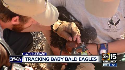 Baby bald eagles tagged at Lake Pleasant