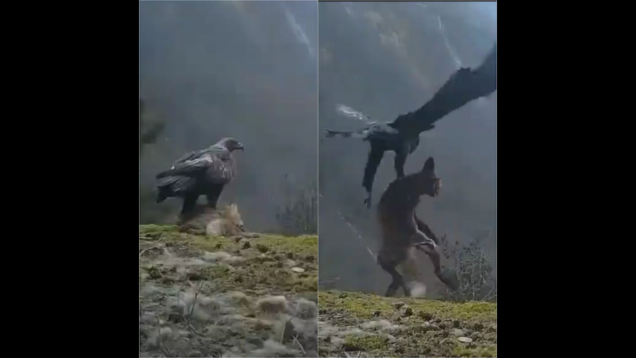 A golden eagle soaring away with a fox in its talons