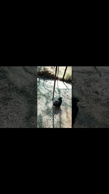 Good morning Silkies 20th November 2022