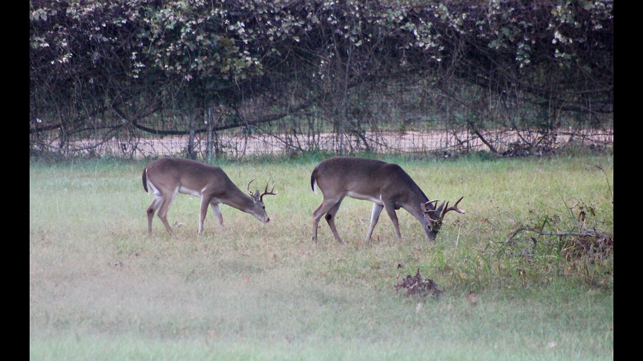 Bucks Abound, Tx Night Hog's & Deer Wkly 10/18/24