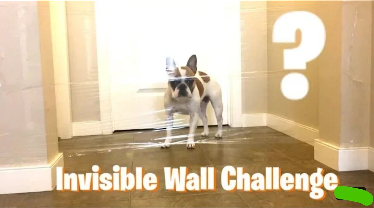 Dog vs invisible wall challenge