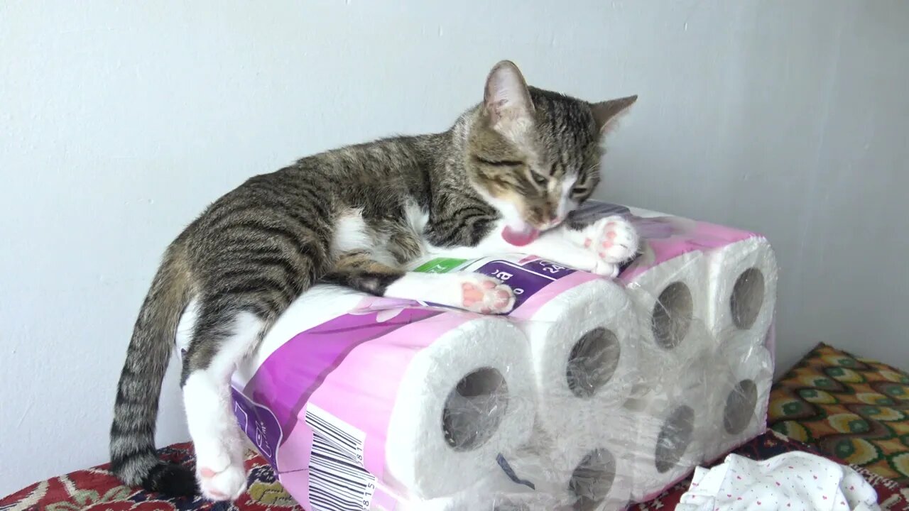 Funny Cat Looks for Soft Surfaces to Sleep on
