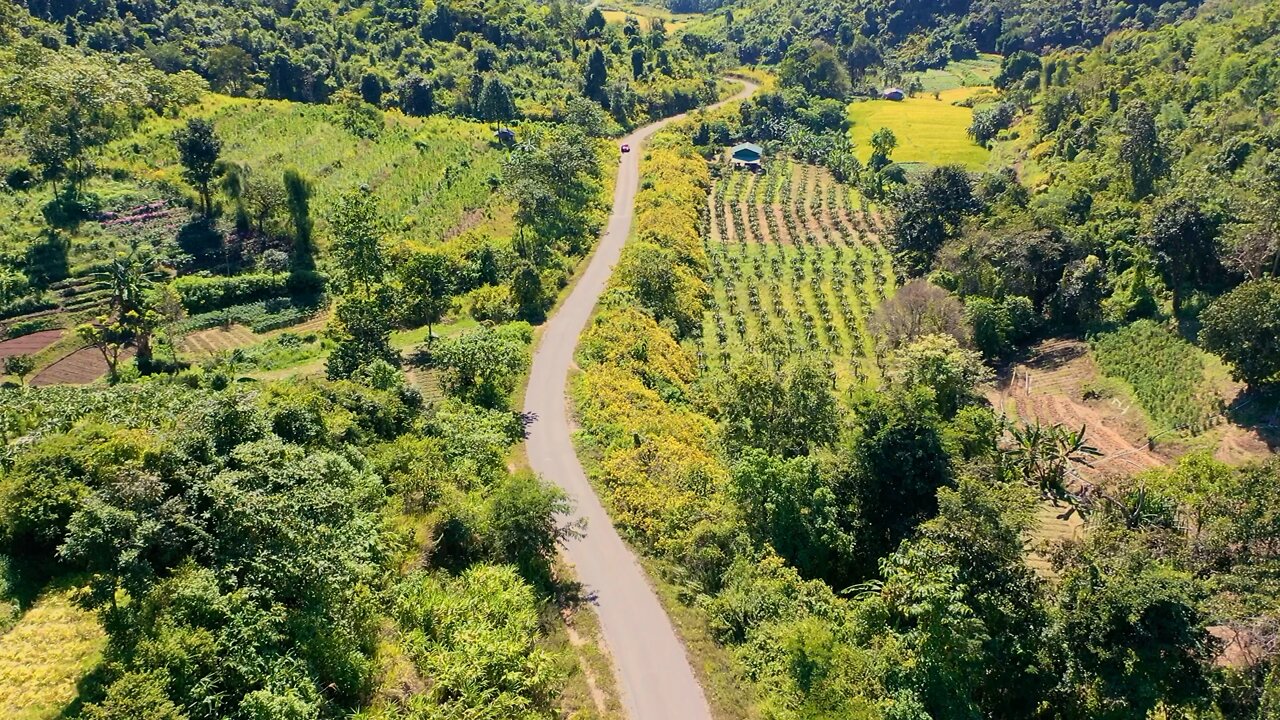 The road with wild flowers