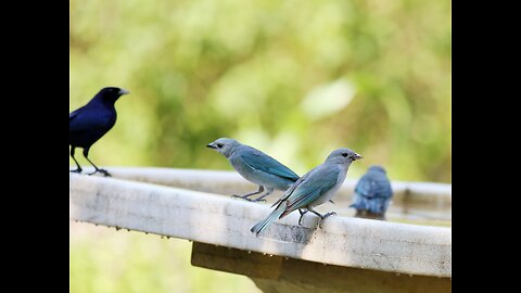 birds eaten