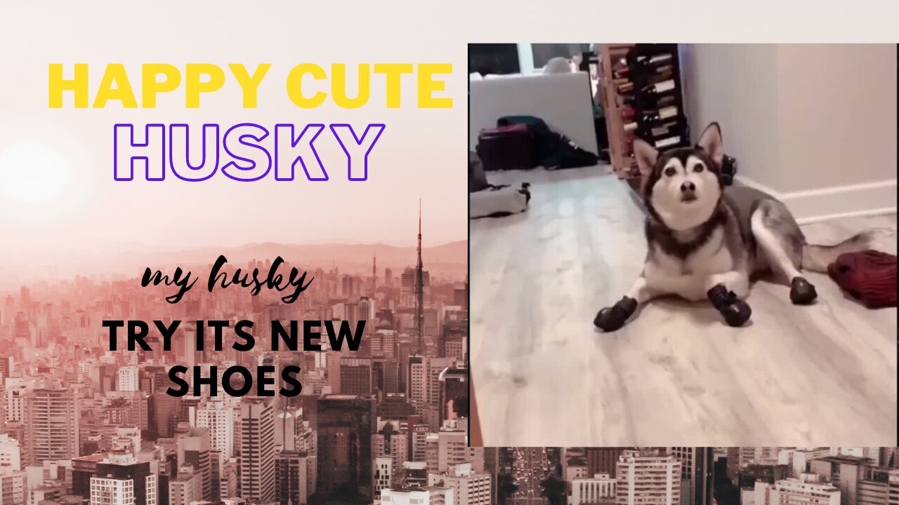 Happy funny cute husky , My husky try its new shoes