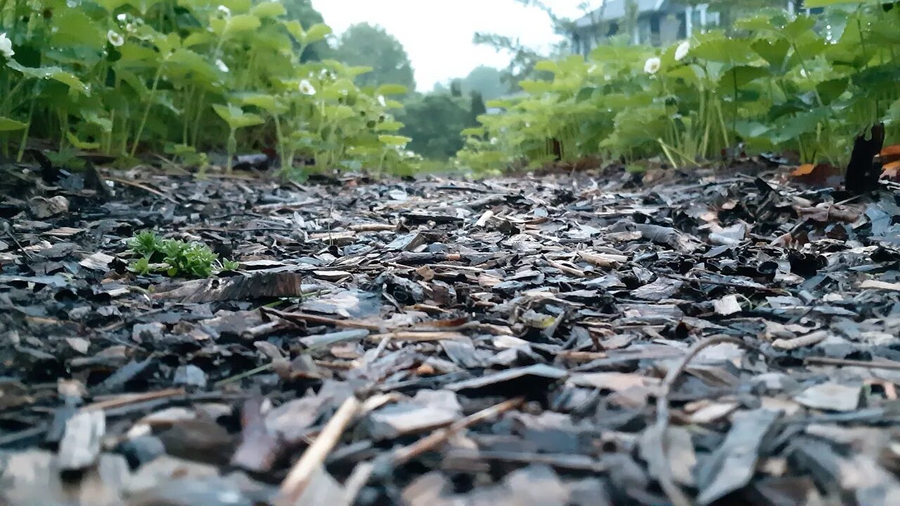 Gardening with nature - an update of a wilder kitchen permaculture garden than you may be used to