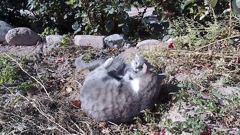 Cat-mom and her kitten play outside