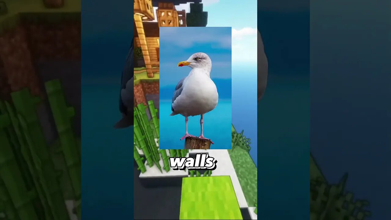 Seagull Painter?