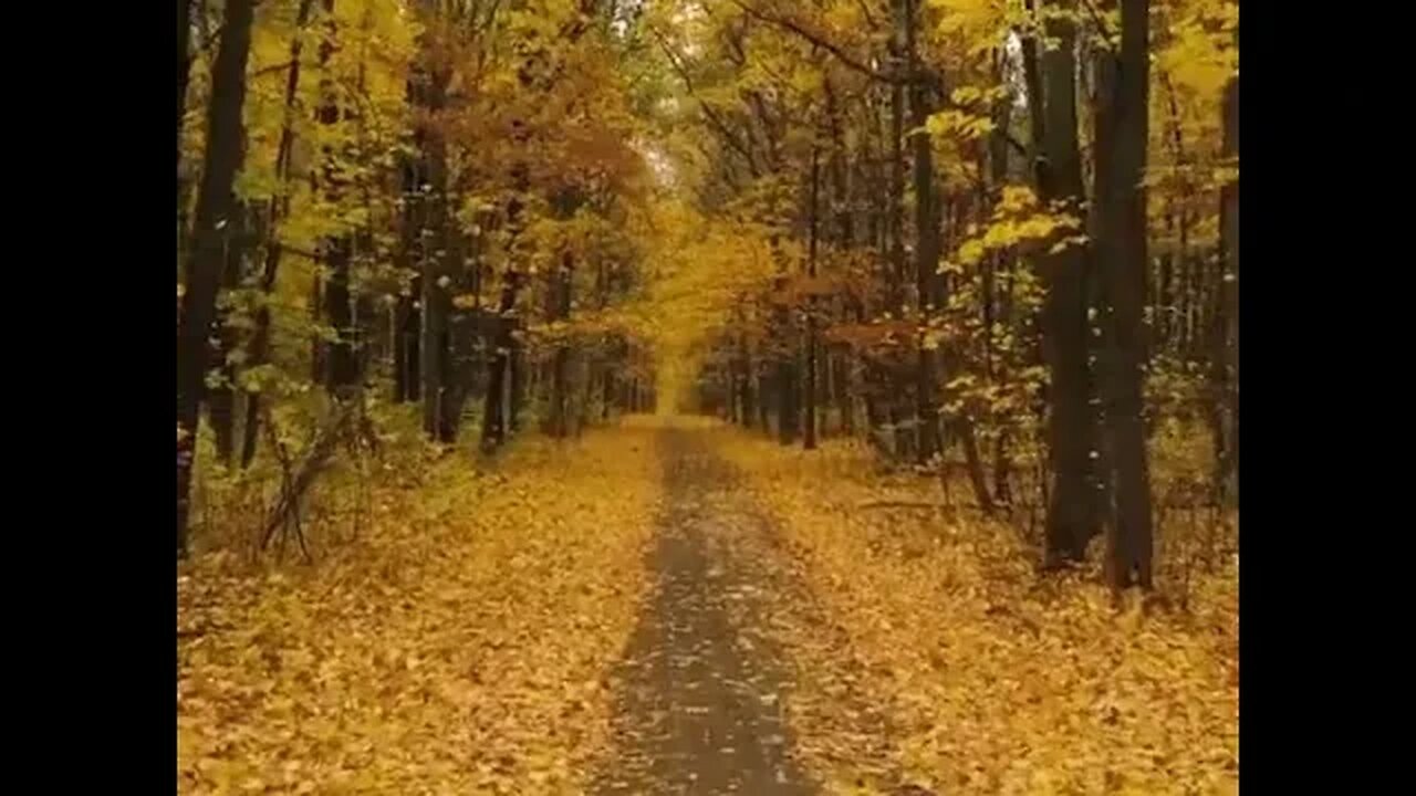 𝑷𝒆𝒂𝒄𝒆𝒇𝒖𝒍 𝑨𝒖𝒕𝒖𝒎𝒏 𝑭𝒐𝒓𝒆𝒔𝒕