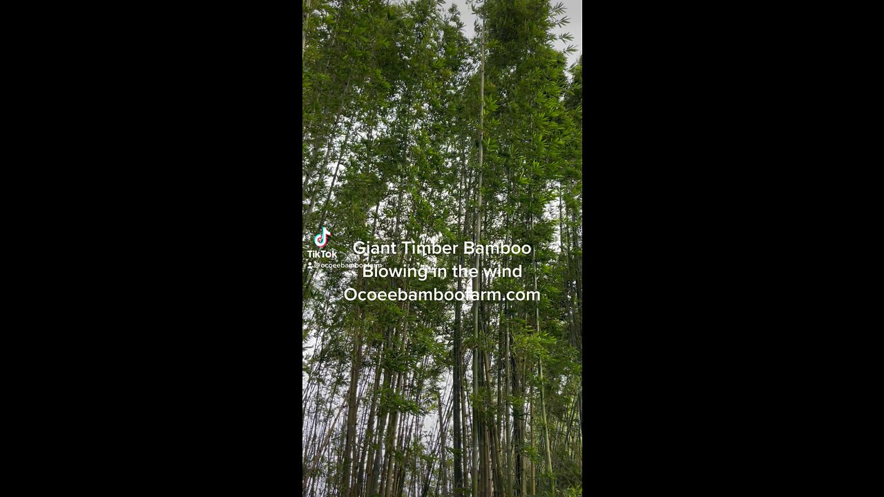 Giant Timber Bamboo Blowing in the wind Ocoee Bambok Farm 407-777-4807