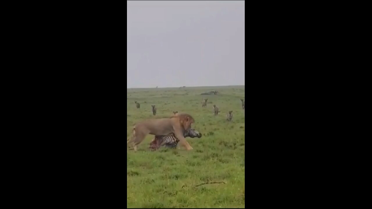 Meal time #wildlifemagictv#wildlife#animals#nature