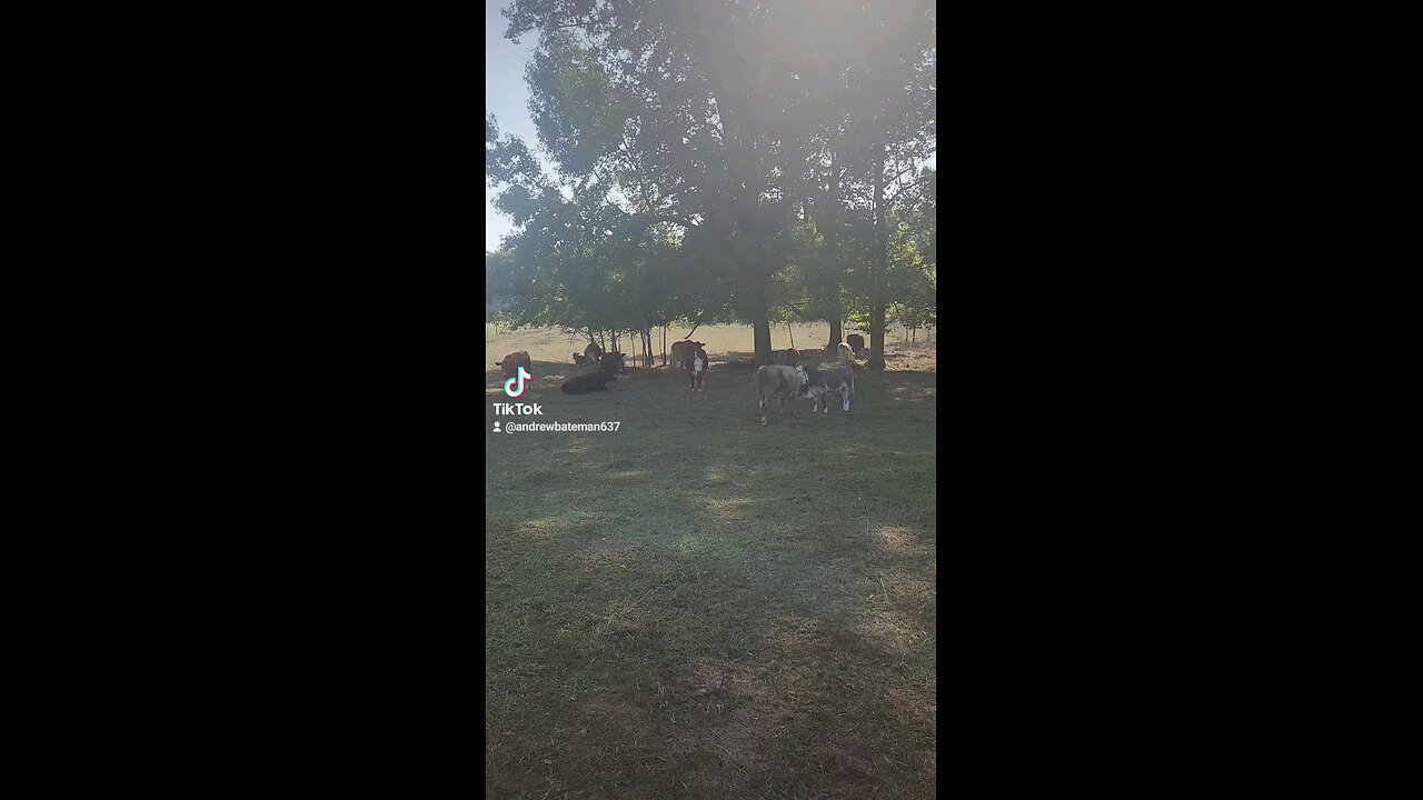 Cows and calves in the shade.