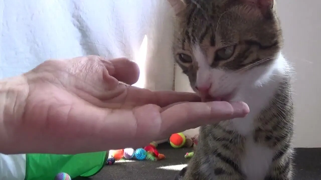 How to Feed a Little Cat by Hand