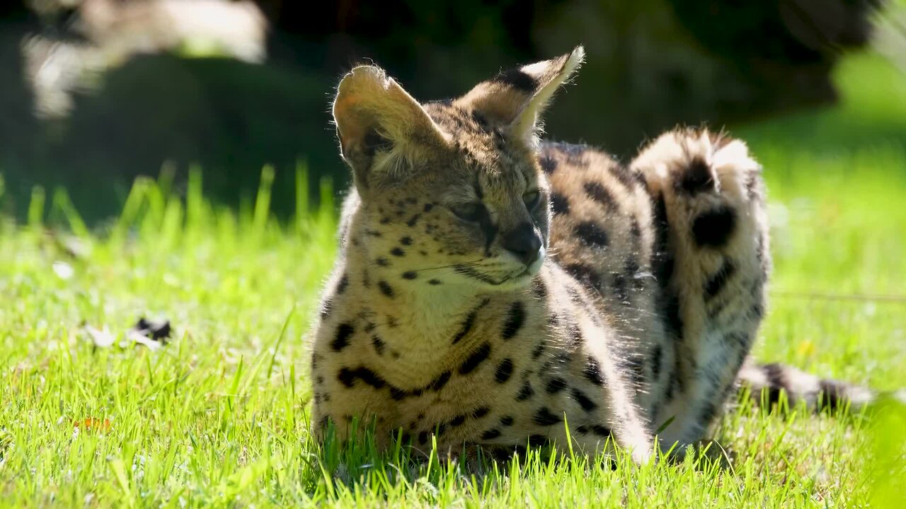 "Spotting the Serval: Africa’s Graceful Predator"