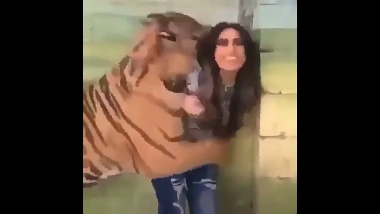 Tiger Attacks On Girl #UbertainmentFun #Shorts #ytshorts #Dogs #Animals #Fun