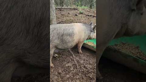 2 Weeks Until Piglets Uncle Tim's Farm #kärnəvór #carnivore #pigtalk #shorts