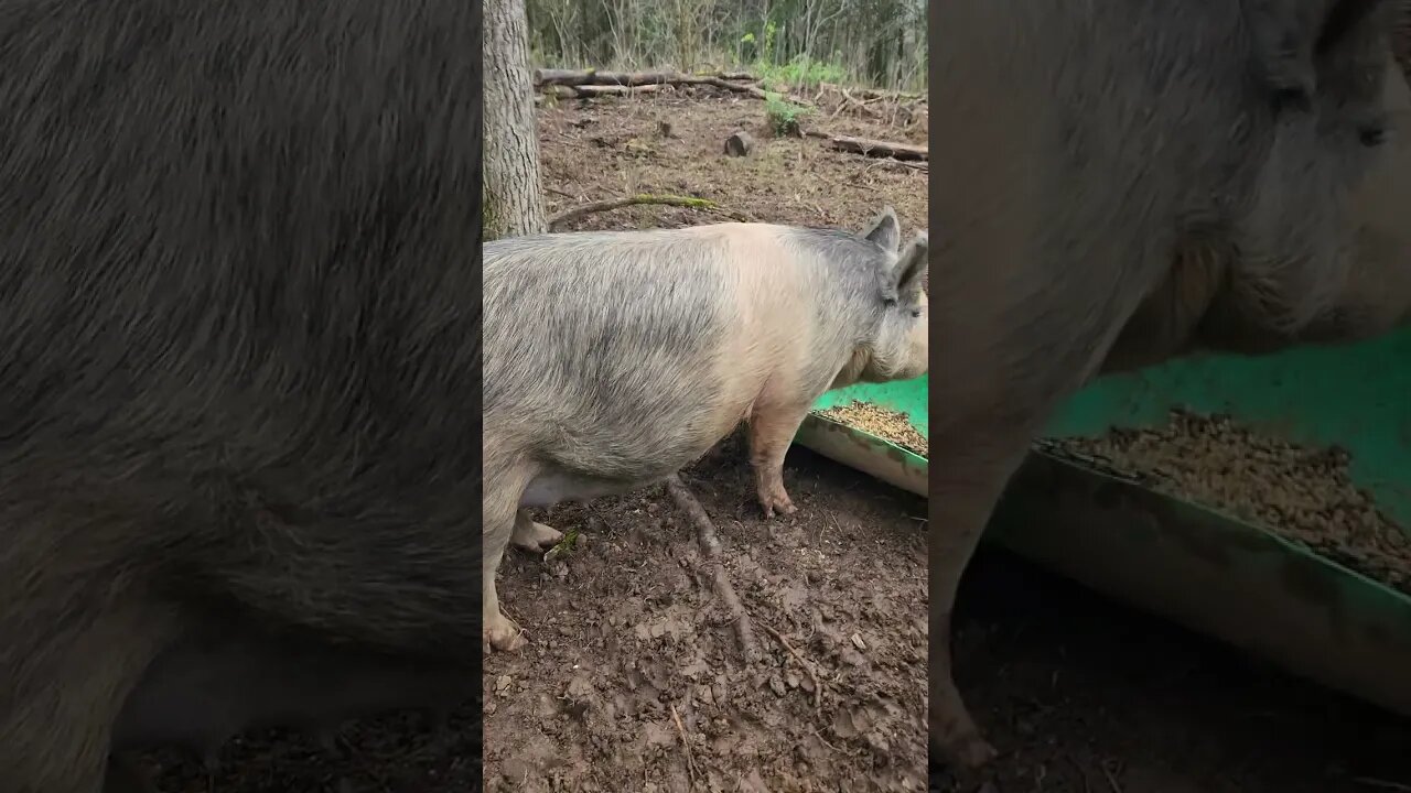 2 Weeks Until Piglets Uncle Tim's Farm #kärnəvór #carnivore #pigtalk #shorts