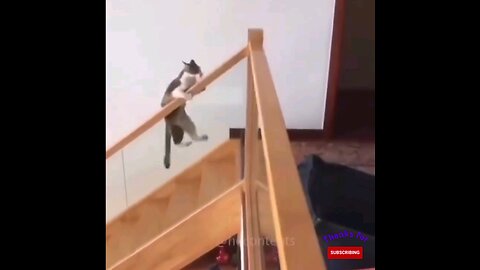 adorable cute kitten and cat 🙈 interesting video