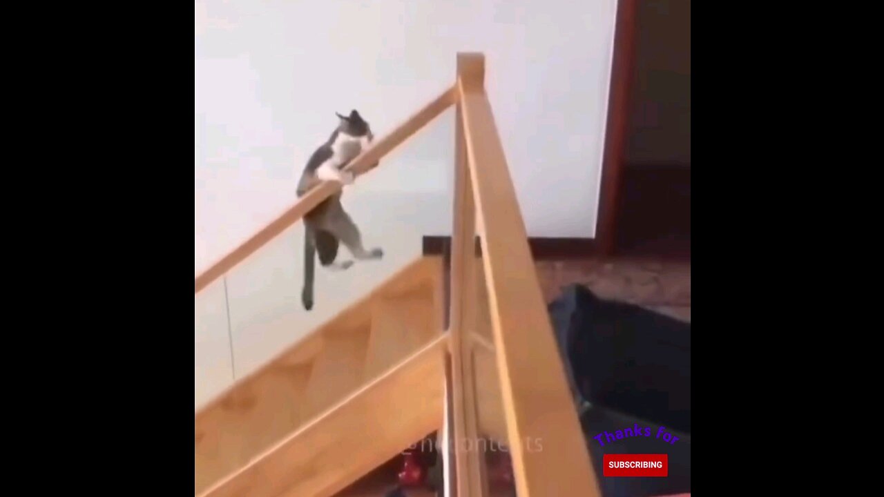 adorable cute kitten and cat 🙈 interesting video